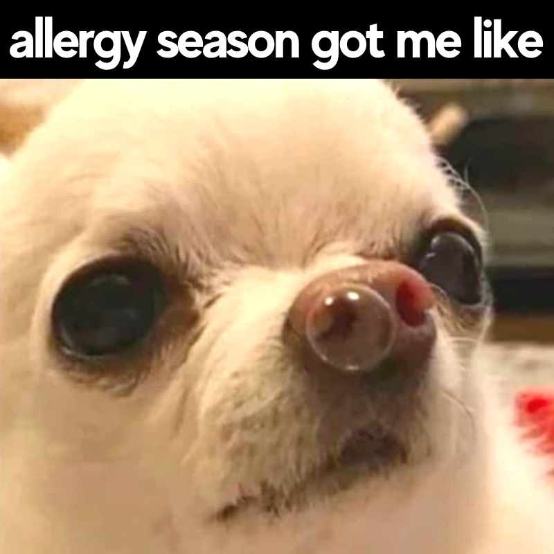 Allergies Meme